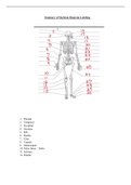 Diagram of the Skeleton Labeled