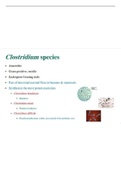 Clostridium tetani