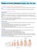 Chapter 10 - Human Development Across the Life Span