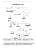 Investigación documental de la biosintesis del etileno