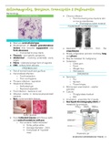 Class Notes on  Bacteriology – Actinomycetes, Yersinia, Francisella, & Pasteurella