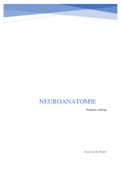 Neuroanatomie 