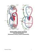 samenvatting bloedfysiologie