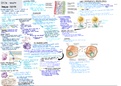 Exam 4 review - Innate immune system 