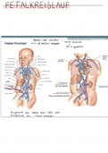 Zusammenfassung Fetalkreislauf