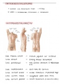 Anatomie