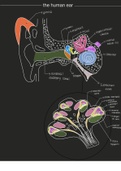 Labeled Human Ear