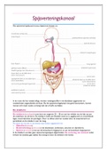 Anatomie spijsverteringskanaal