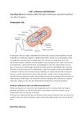 Essay Unit 12: Diseases and Infection  