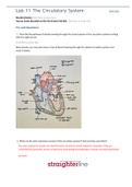 BIO202L Lab 11 The Circulatory System[ALREADY PASSED]