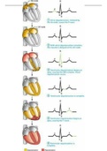 Resumen completo de la fisiologia cardiaca para pasar los examenes