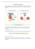 Histología, Epitelio de Secreción