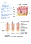 Chapter 12: Sensory Systems and Pain