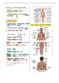 Exam (elaborations) BIO 210L 