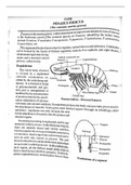 Penaeus Indicus- Exoskeleton