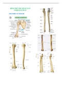 Anatomía radiológica de miembro superior 