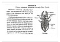 Phyllium (sub-phy-uniramia)