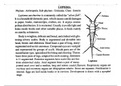 Lepisma (sub-phy-uniramia)