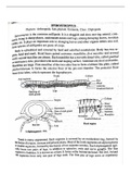 Spirostreptus (sub-phy-uniramia)