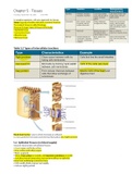 Chapter 5 - Tissues