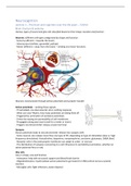 Summary Lectures neurocognition