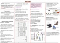 IEB Life Sciences Grade 12 notes 