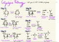 Glycolysis & Pentose Phosphate Pathways 