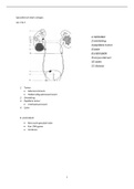 Samenvatting specialistisch deel urologie