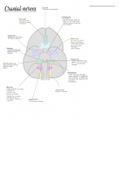 Overview cranial nerves and their funtion