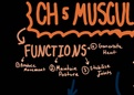 Anatomy note on muscle stucture