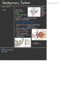 Anatomy of the Genitourinary system based on Snell's Clinical Anatomy