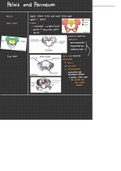 Pelvis and Perineum Anatomy high-yield notes based on Snell's Clinical Anatomy