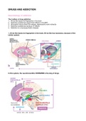 Samenvatting Drugs and Addiction alle stof