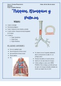 Anatomía de Traquea, Pulmón y Bronquios