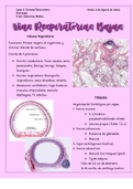 Histología de Vías Respiratorias Bajas: Pulmón