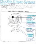 DNA, RNA & Protein Synthesis (Grade 12 Biology - handwritten)