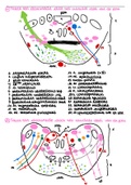 Uitwerking open vragen 'neuroanatomie' vraag 11-20