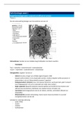 Samenvatting pathofysiologie leerjaar 2 periode 1