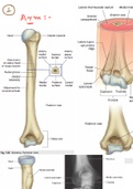 Upper limb