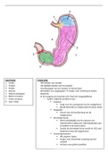 Anatomie en fysiologie van de maag