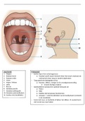 Anatomie en fysiologie van de mond