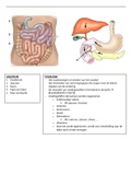 Anatomie en fysiologie van de dunne darm