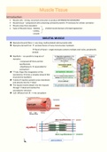 Muscle Tissue Notes