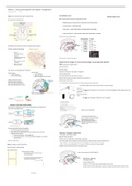 COGNITION Visual perception and object recognition