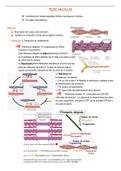 Resumen Histología- Tejido Muscular 