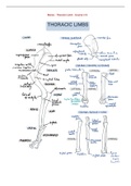 Veterinary anatomy osteology fore limbs 