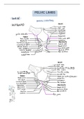 Veterinary anatomy osteology pelvic limbs