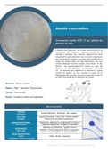 MYCOLOGIE - Absidia corymbifera - Fiche récapitulative 1 page