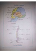 Anatomía humana básica