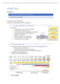 Samenvatting hemato-oncologie - DEEL genetica 